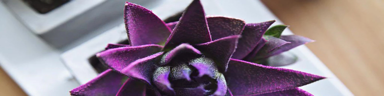 Bachelorette Superstore Sales -Bachelorette Superstore Sales banner2